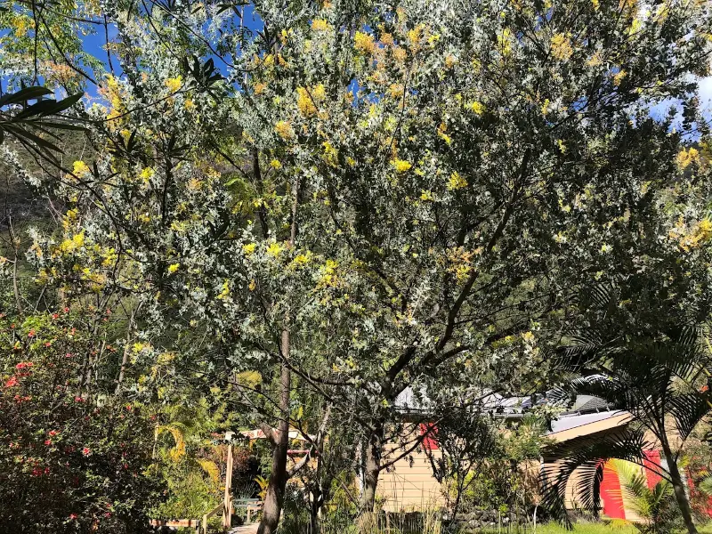Mimosa en fleurs au-dessus de la chambre d’hôtes, Grand-Bassin, La Réunion